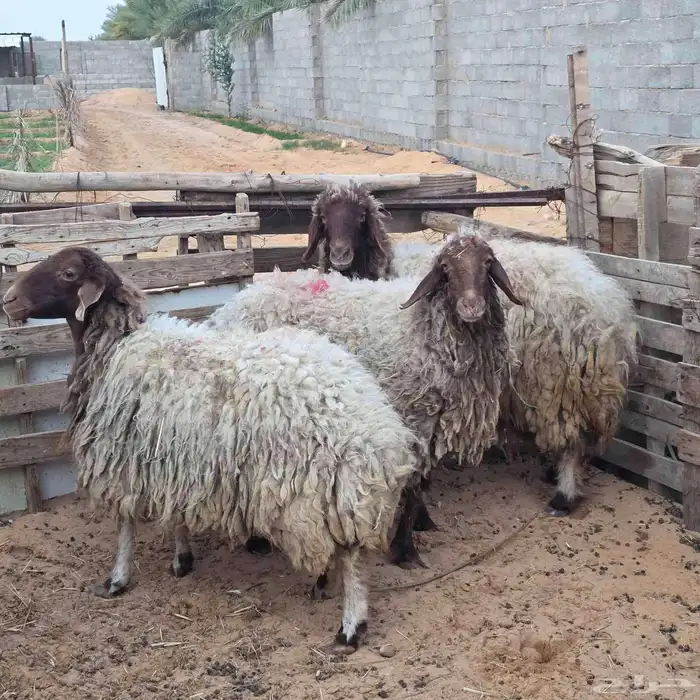 نعيم بالفحل 2