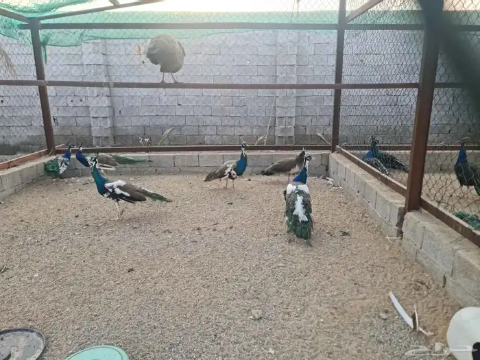 ذكور طاووس ابراق 0