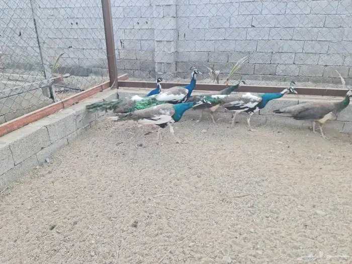 ذكور طاووس ابراق 1