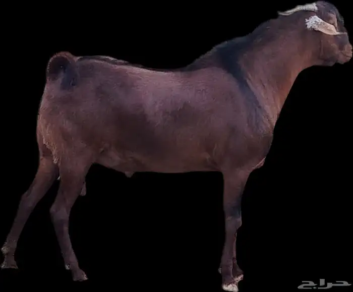 فحل أدهم عرض رقم (3) 0