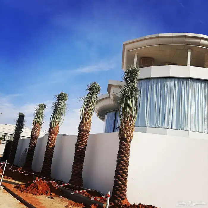 نخل عربي واشنطني خلاض برحي صقعي شيشي مجدول سكري فسايل 0