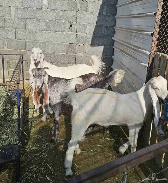 عنقان مشاريك هولنديات 1