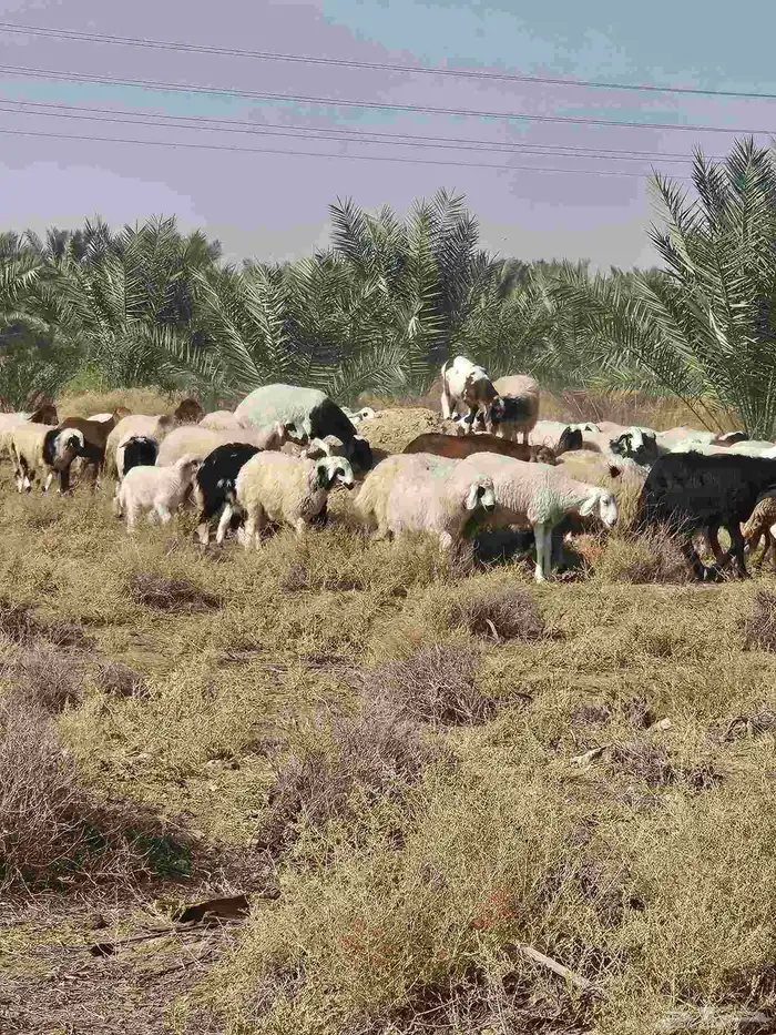 مراح واحد حري ونعيم 3