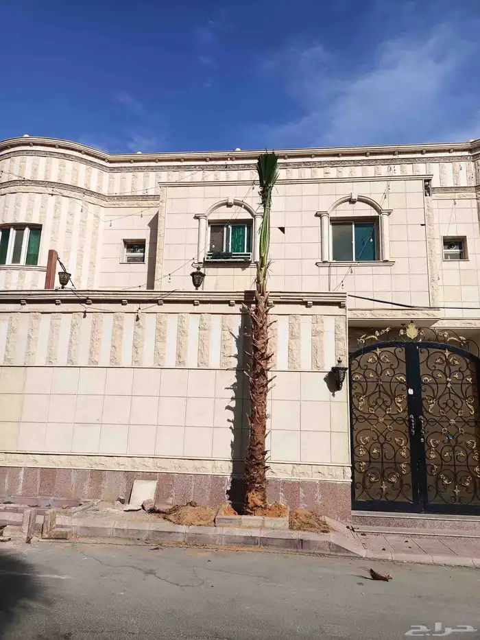 نخل واشنطني اقل سعر 3