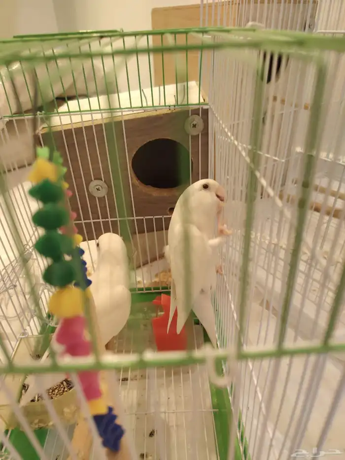 زوج روز البينو عيون حمر منتج 1