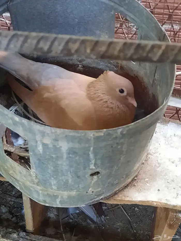 حمام صنعاني وقماري 2