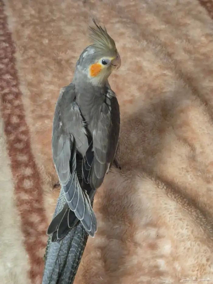 كروان ذكر اليف 3