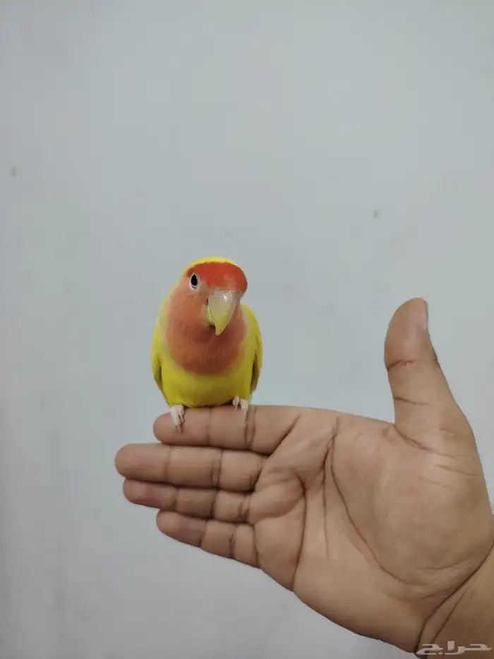 للبيع جوز روز عمره 10 شهور اليفه جدا للجاد على اسوم 6