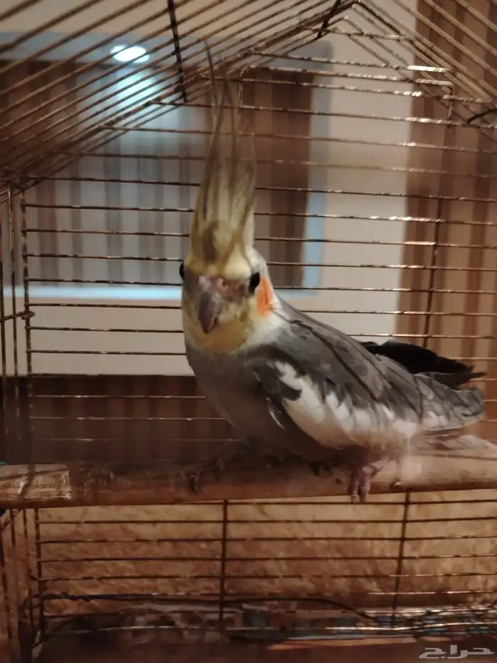 كروان مدرب 0