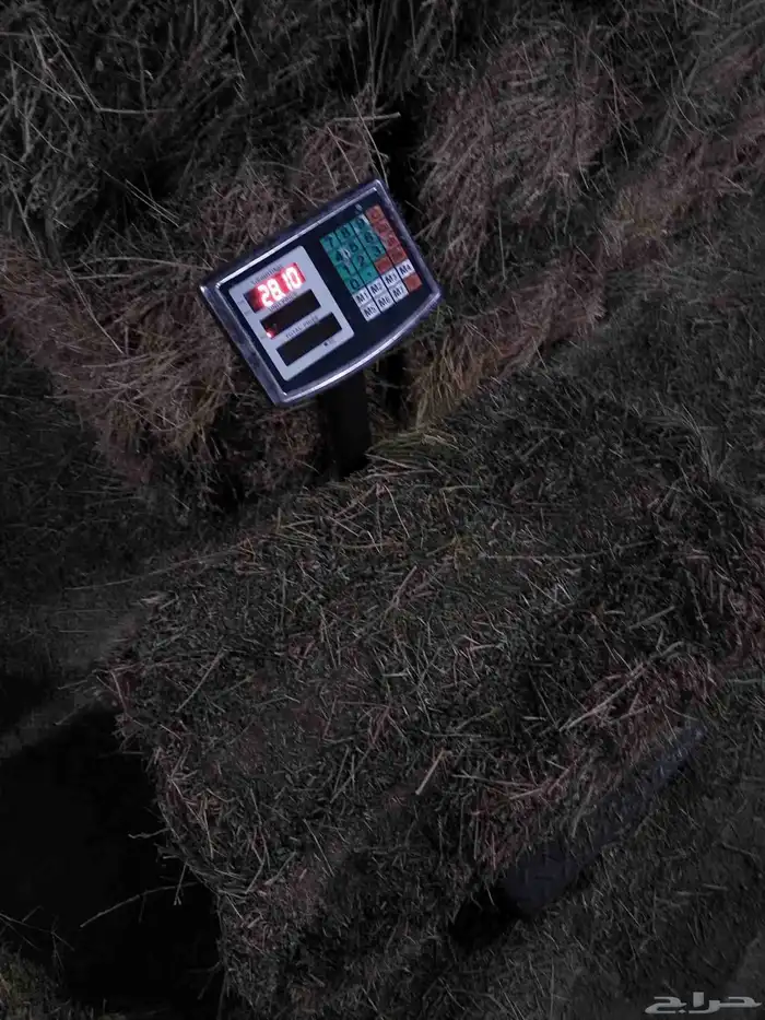 برسيم صافي للبيع 2