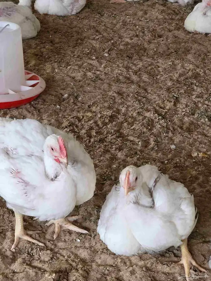 دجاج لاحم انتاجي الخاص عمر 30 يوم 8