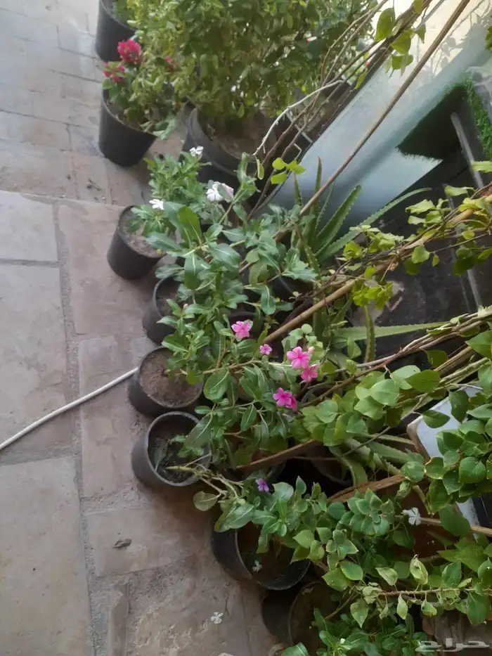 منسق حديق وتركيب جميع شبكات الري العادي والاتمتك 4