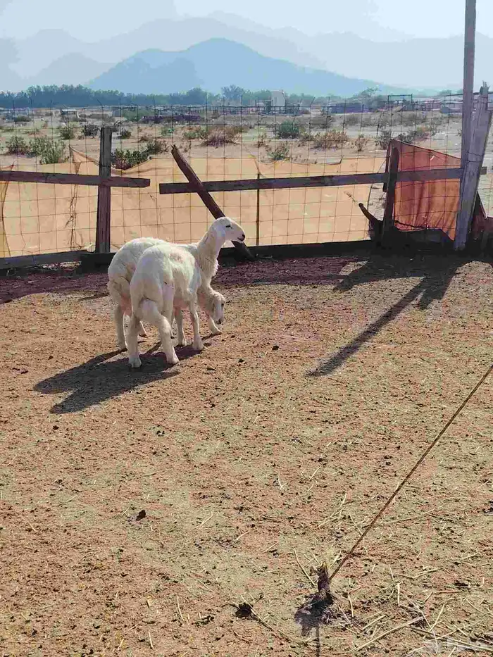 طليان ذبايح 1