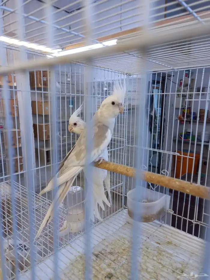 زوج كروان هولندي والبينو.فخم 7