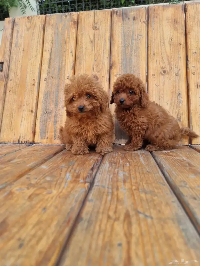 جراوي ميني بودل مستوى جدا جميل وسعر حلوو 2