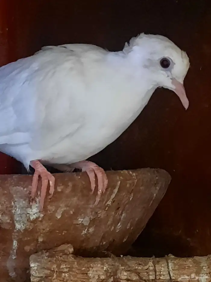 حمام صنعاني وقماري 7