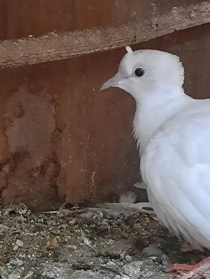 حمام صنعاني وقماري 6