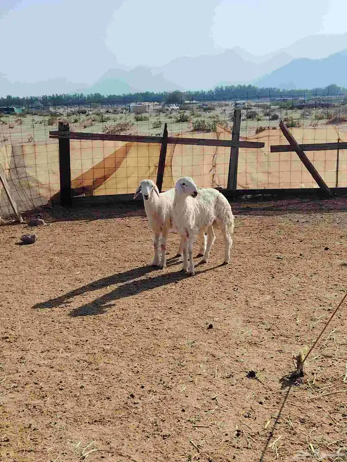 طليان ذبايح 0