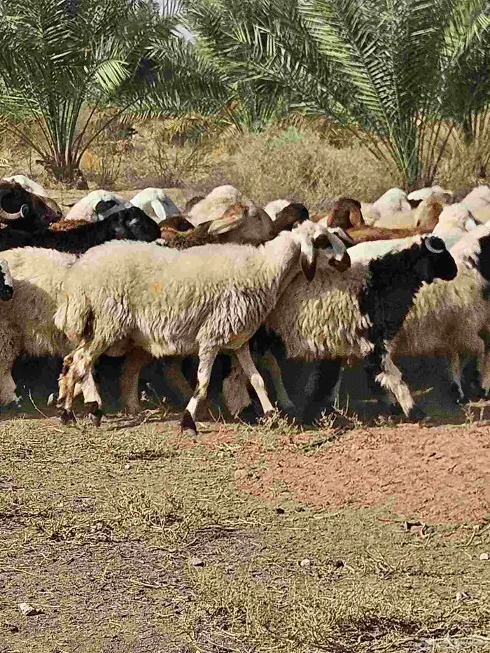 مراح واحد حري ونعيم 0