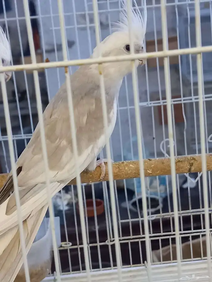 زوج كروان هولندي والبينو.فخم 3