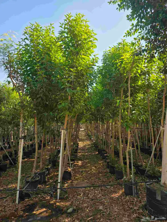 اشجار احجام كبيرة بأنواعها 16