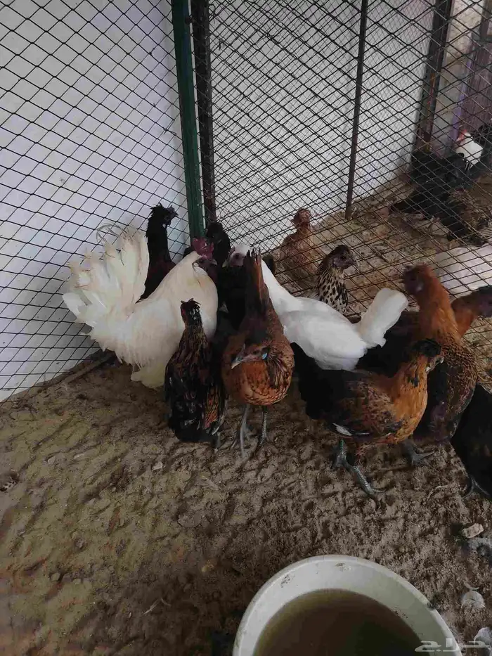 دجاج كويتي بياض وحضان 3