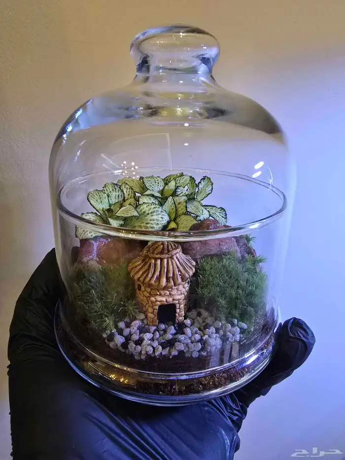 توزيعات هدايا نباتات طبيعية 0