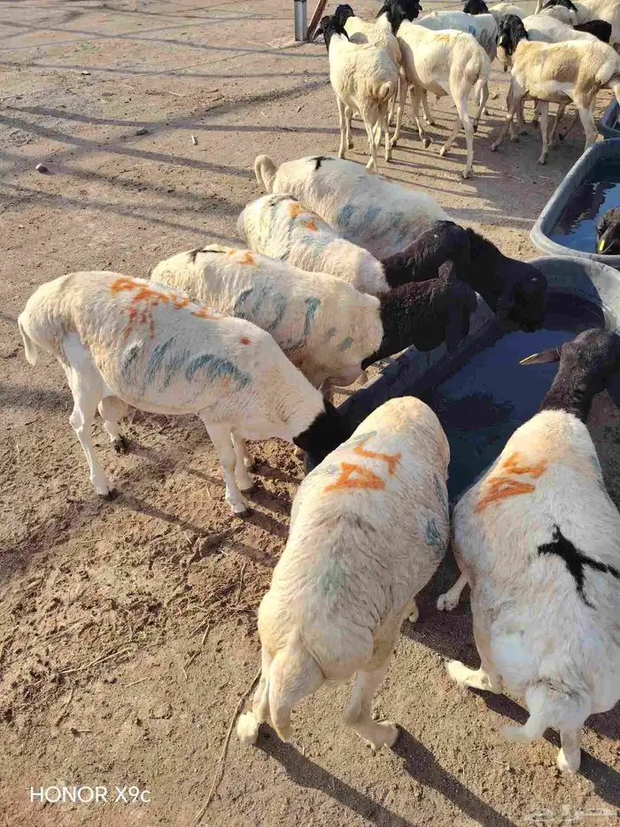 بربرى وتيوس أسعار منافسه للجمله 0