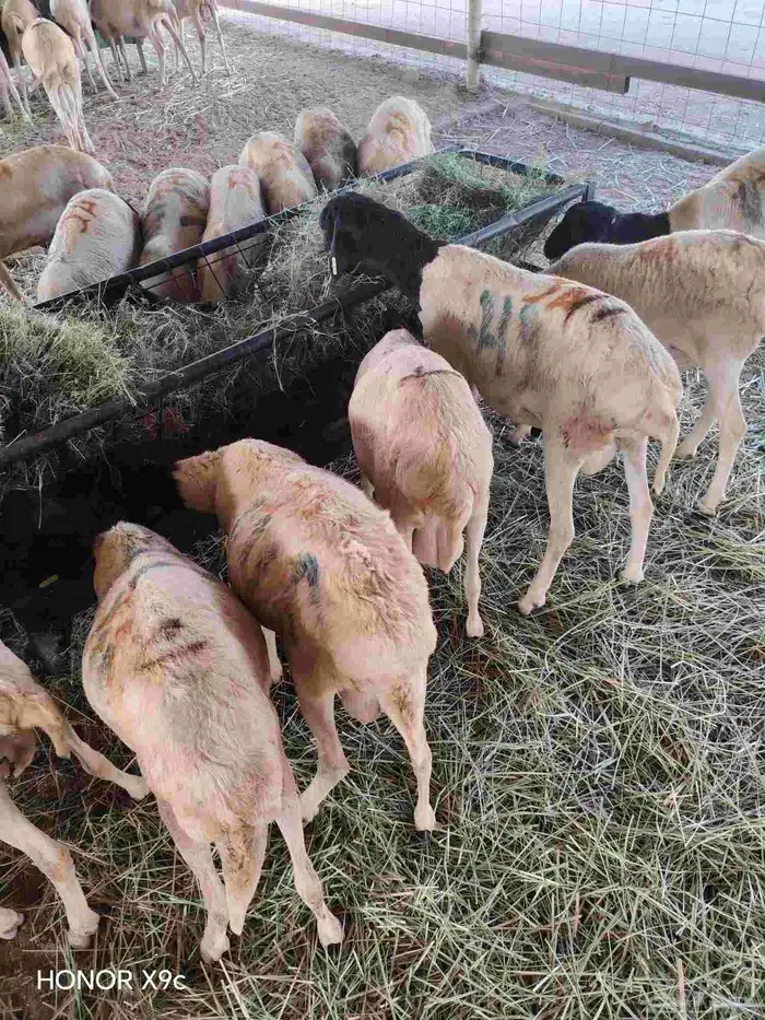 برابر صومالية مرباه في مكة للبيع جملة 1