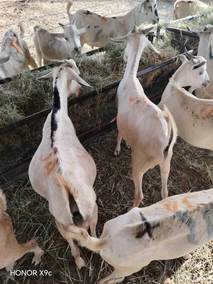 بربرى وتيوس أسعار منافسه للجمله 3