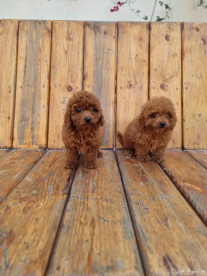 جراوي ميني بودل مستوى جدا جميل وسعر حلوو 0