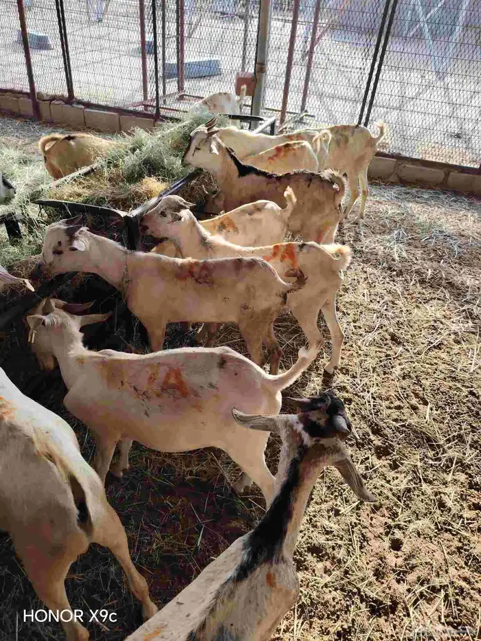 برابر صومالية نظيفة متنقية نقاوة متعلفة برسيم وشعير وقصب 5