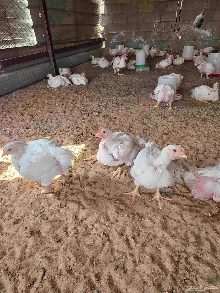 دجاج لاحم انتاجي الخاص عمر 30 يوم 5
