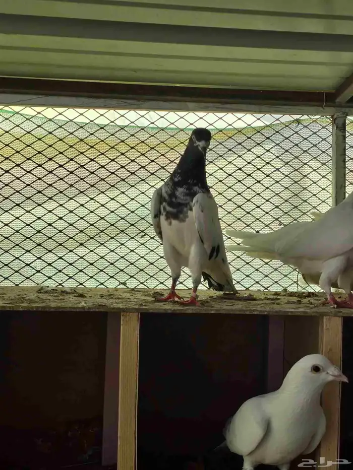 حمام تيدي سخي 2