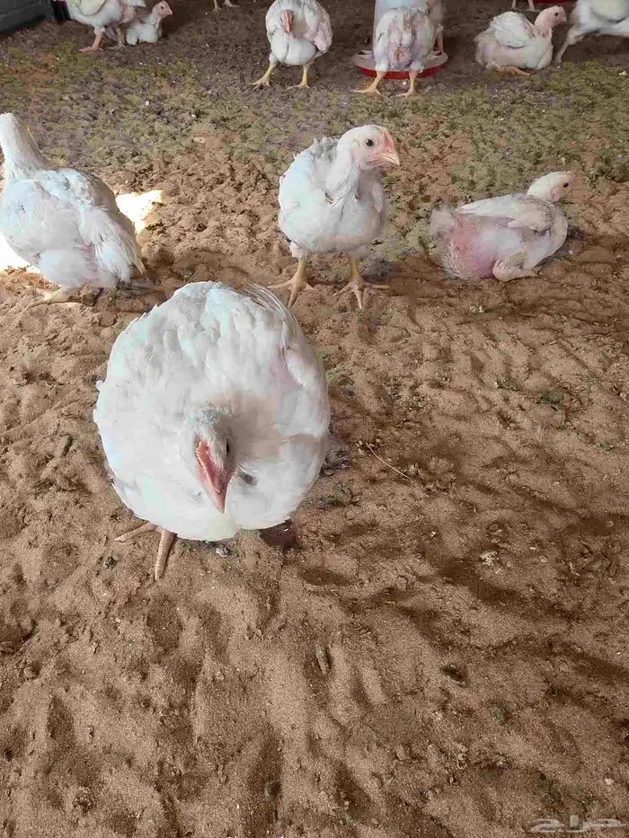 دجاج لاحم انتاجي الخاص عمر 30 يوم 6