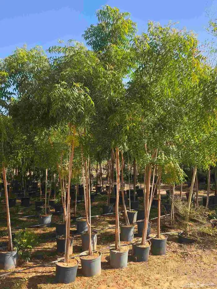 اشجار احجام كبيرة بأنواعها 7