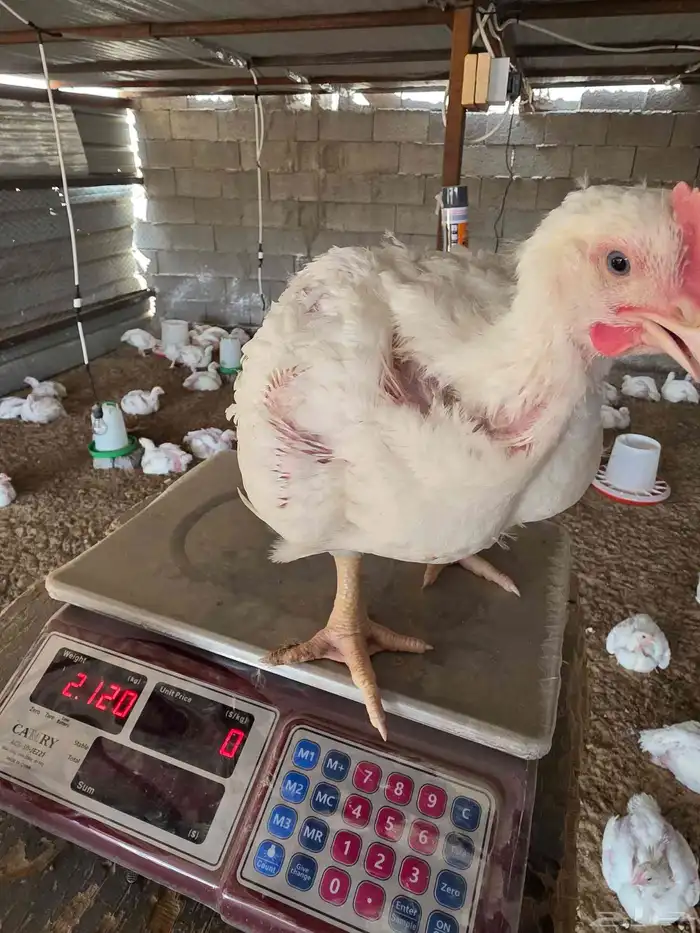دجاج لاحم انتاجي الخاص عمر 30 يوم 2
