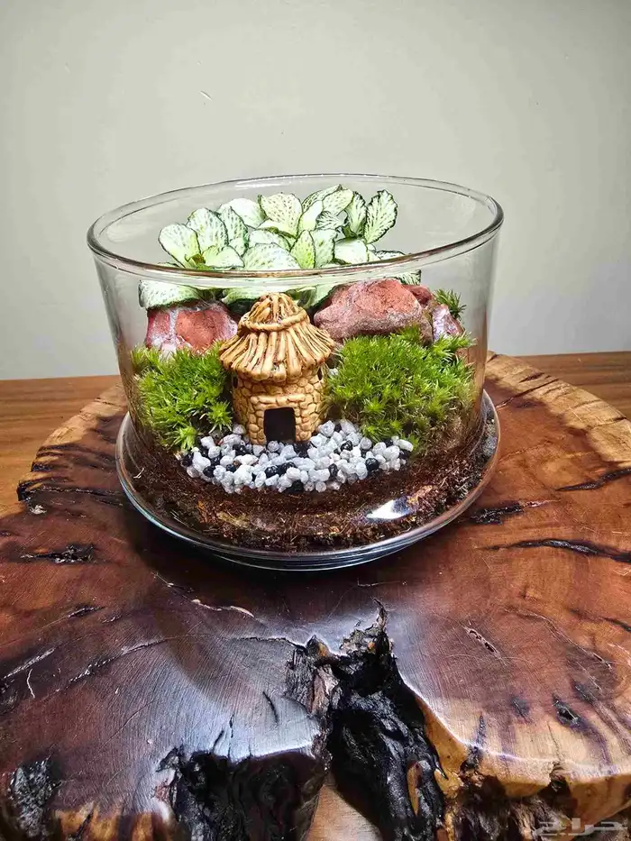 توزيعات هدايا نباتات طبيعية 2