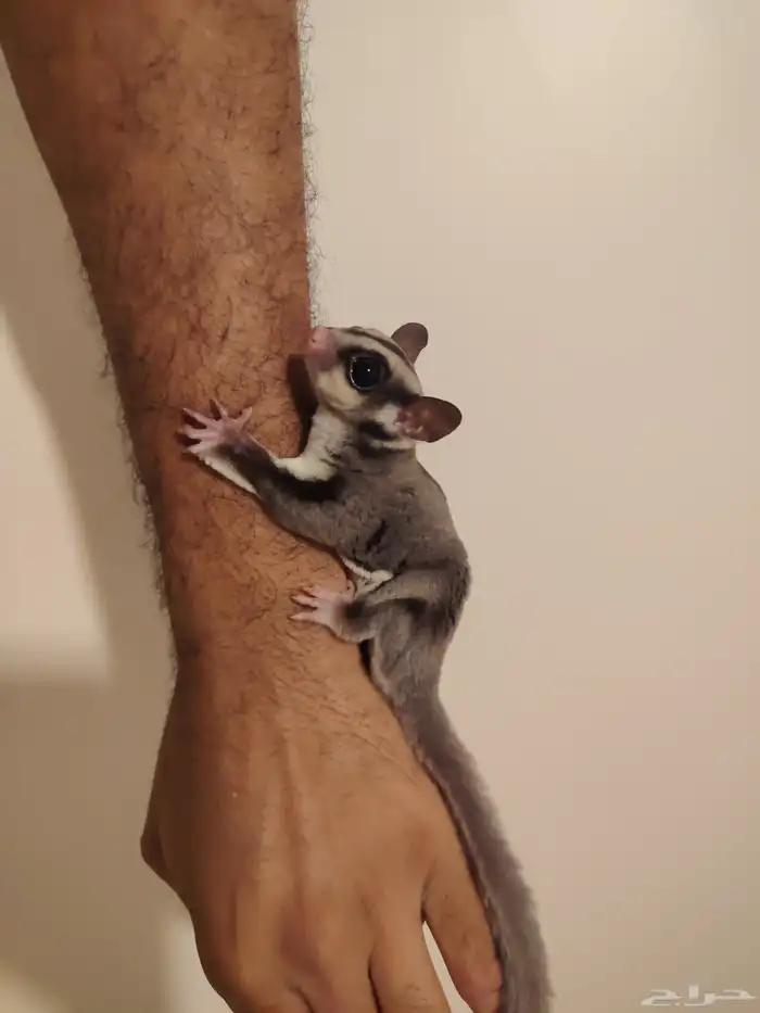 شوقر قلايدر سنجاب طائر اليف مره ذكر وانثى 2