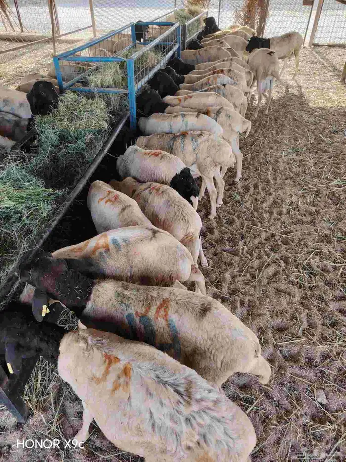 برابر صومالية مرباه في مكة للبيع جملة 0