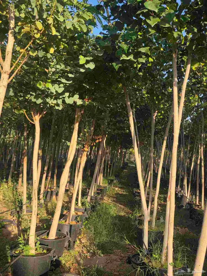 اشجار احجام كبيرة بأنواعها 9