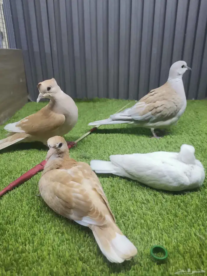 جوز قمري مع فرخين 0