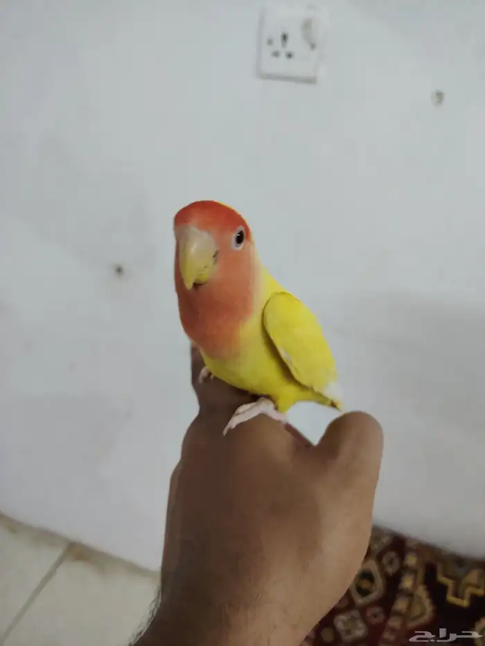 للبيع جوز روز عمره 10 شهور اليفه جدا للجاد على اسوم 5