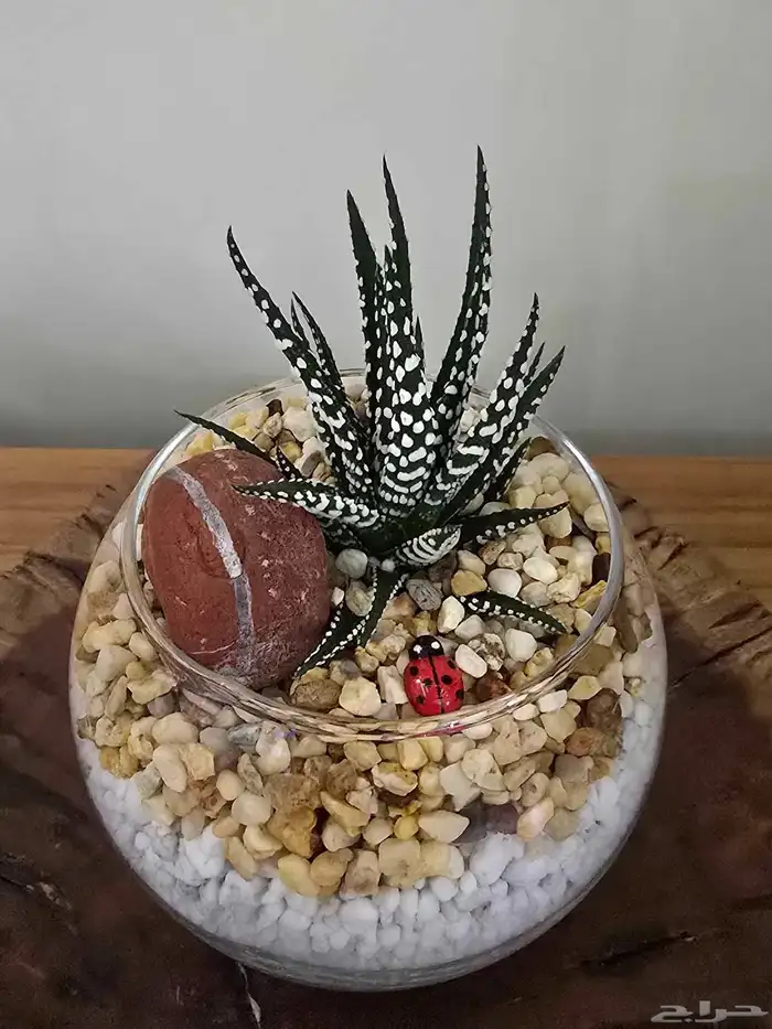 توزيعات هدايا نباتات طبيعية 7