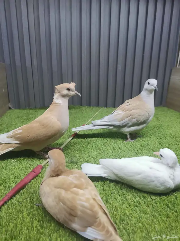 جوز قمري مع فرخين 1