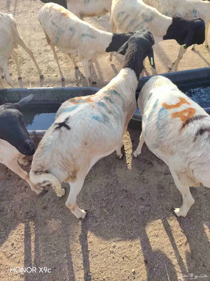 بربرى وتيوس أسعار منافسه للجمله 1