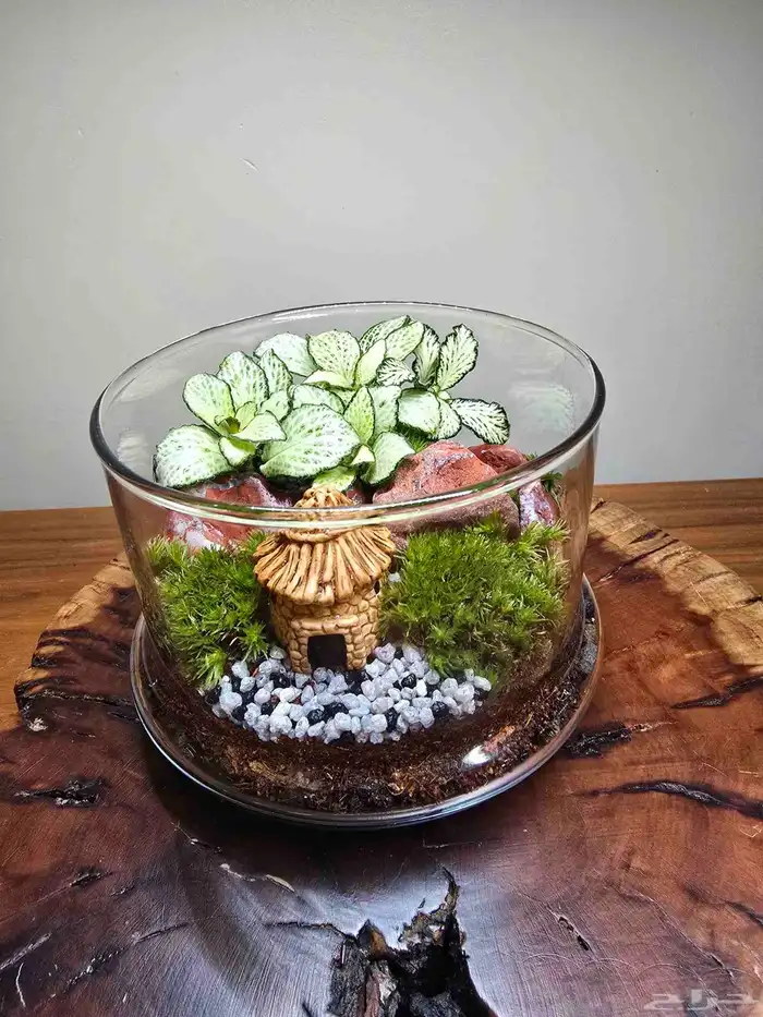 توزيعات هدايا نباتات طبيعية 4