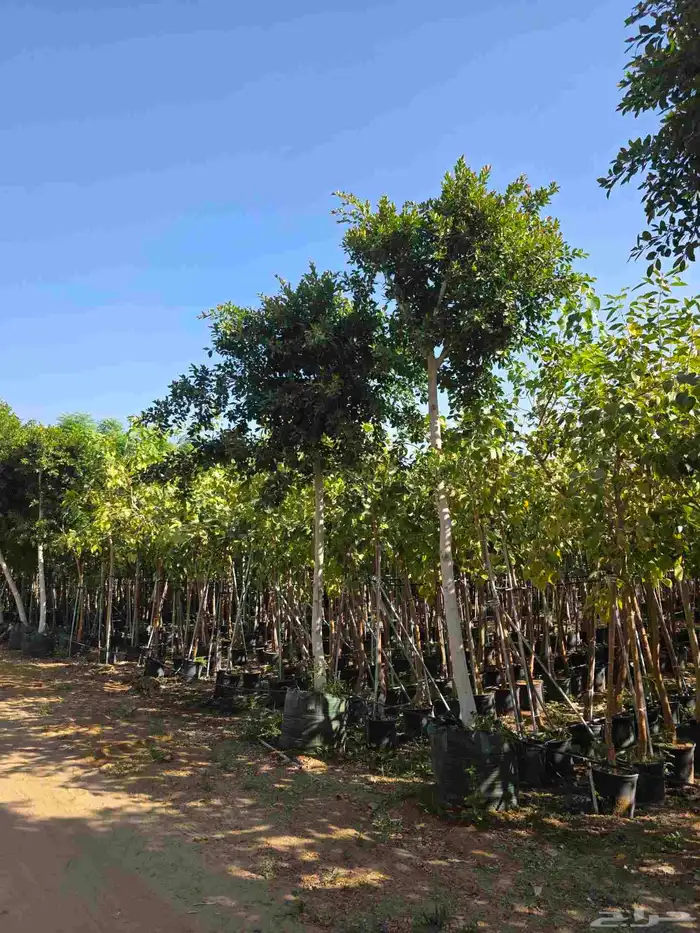 اشجار احجام كبيرة بأنواعها 15