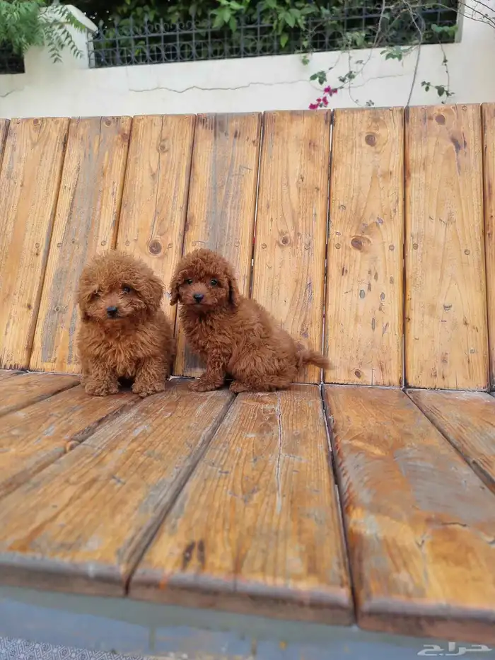 جراوي ميني بودل مستوى جدا جميل وسعر حلوو 1