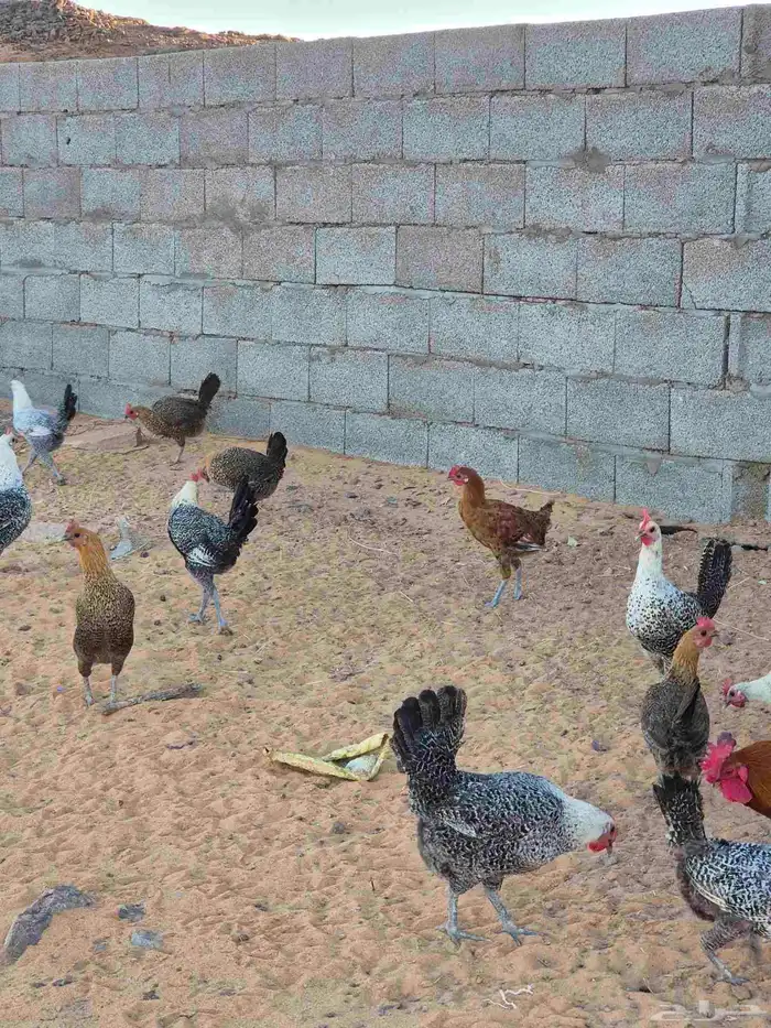 دجاج بلدي 6